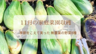 【11月の家庭菜園収穫】無農薬の畑で採れた8種の野菜だより｜季節をこえて実った恵み(前編)