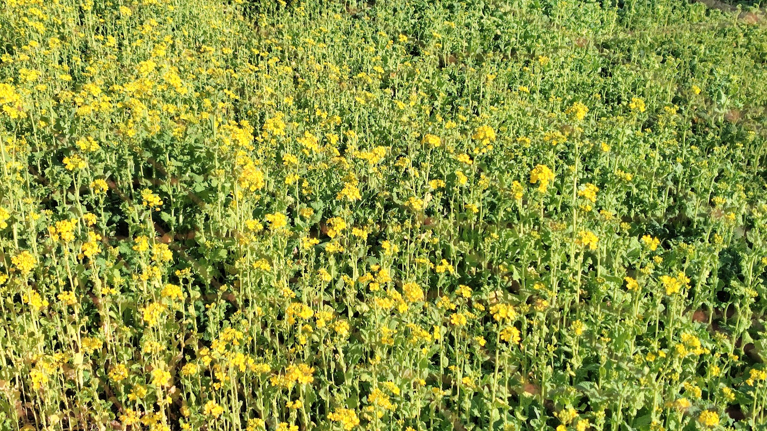 熊本市動植物園の春へ｜約15万本の菜の花と桜が織りなす景色【3月】
