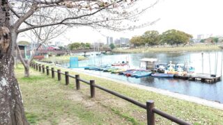 【熊本・江津湖】桜と花見弁当でのんびりお花見散歩｜水前寺江津湖公園