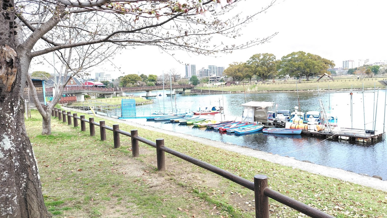 【熊本・江津湖】桜と花見弁当でのんびりお花見散歩｜水前寺江津湖公園