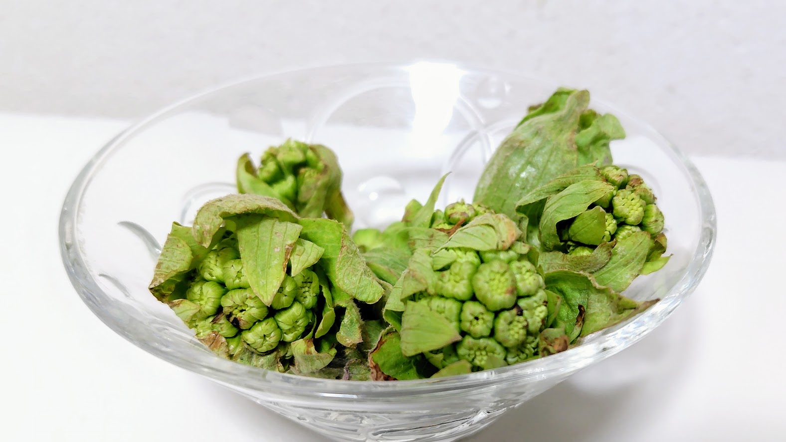 ふきのとうの栄養と効能・アク抜き方法・春レシピ2選【ふき味噌・すいとん】