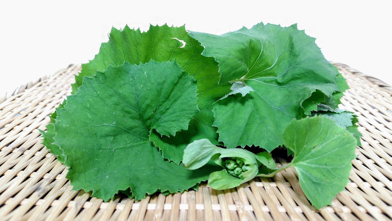 フキの葉の栄養・下処理・おにぎりレシピ2選【葉おにぎり・ふき味噌焼きおにぎり】