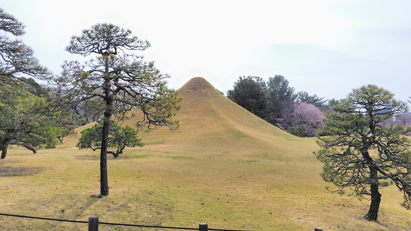 【2026年春】水前寺成趣園の桜が見頃｜見どころと歩き方を写真で紹介