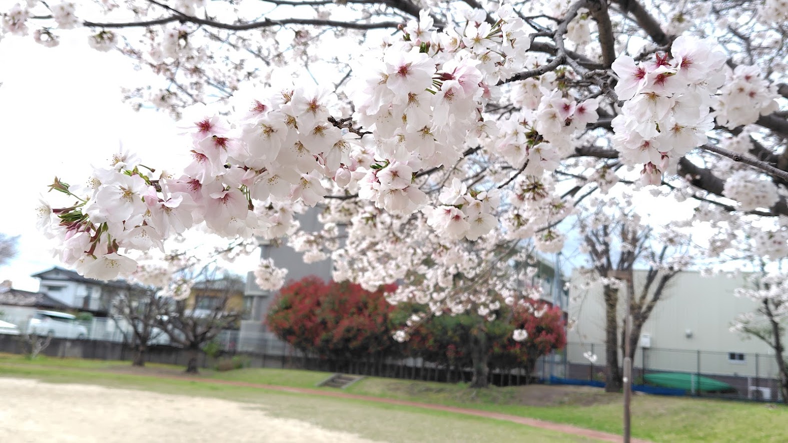 雨の合間の桜めぐりと、歩いて見つけたこと